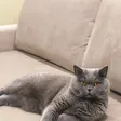 Кот Бося — он же Бегемот